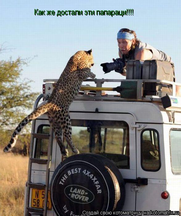 Котоматрица: Как же достали эти папараци!!!!