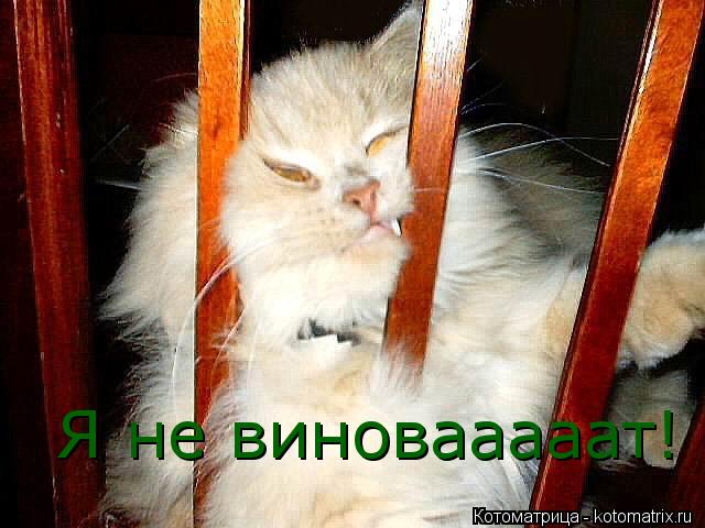 Я не виновааааат!... Котоматрица: Я не виновааааат!