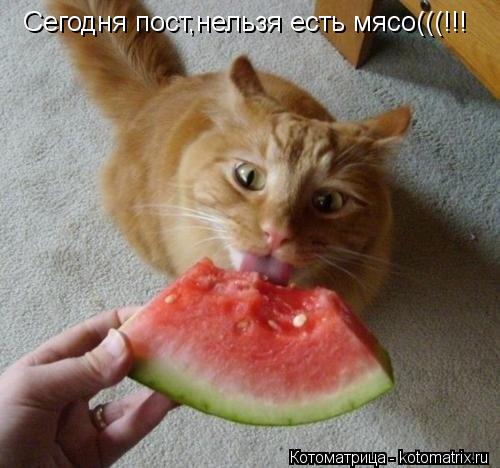 Котоматрица: Сегодня пост,нельзя есть мясо(((!!!