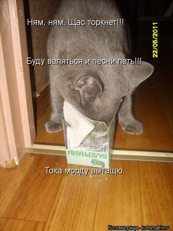 Ням, ням. Щас торкнет!!! Буду валяться и песни петь!!! Тока морду вытащю.... Котоматрица: Ням, ням. Щас торкнет!!! Буду валяться и песни петь!!! Тока морду вытащю.