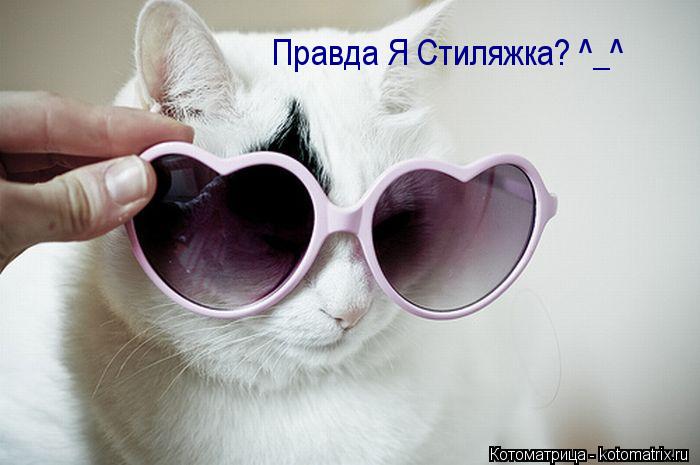 Котоматрица: Правда Я Стиляжка? ^_^