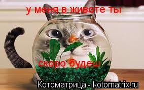 у меня в животе ты скоро будеш... Котоматрица: у меня в животе ты скоро будеш