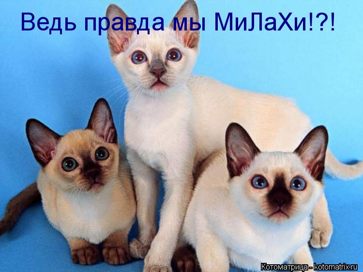 Котоматрица: Ведь правда мы МиЛаХи!?!