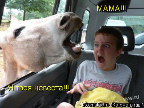 Котоматрица: Я твоя невеста!!! МАМА!!!