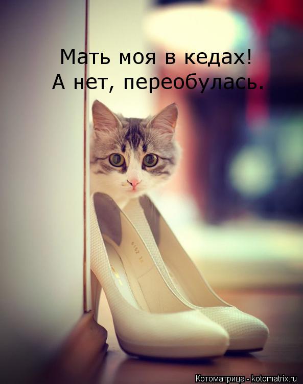 Котоматрица: Мать моя в кедах! А нет, переобулась.