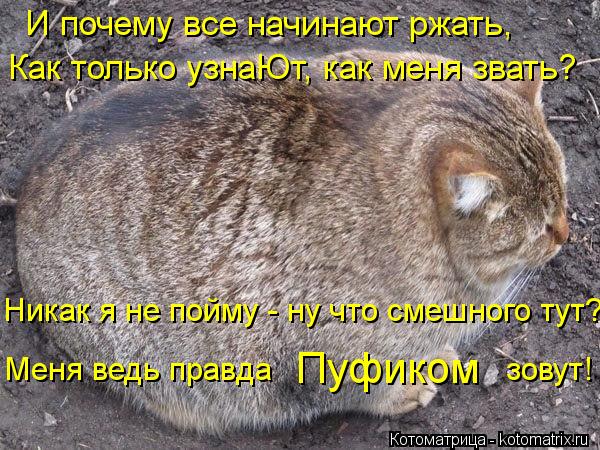 Котоматрица: И почему все начинают ржать, Как только узнаЮт, как меня звать? Никак я не пойму - ну что смешного тут? Меня ведь правда                          зовут! Пу