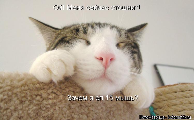 Котоматрица: Ой! Меня сейчас стошнит! Зачем я ел 15 мышь?