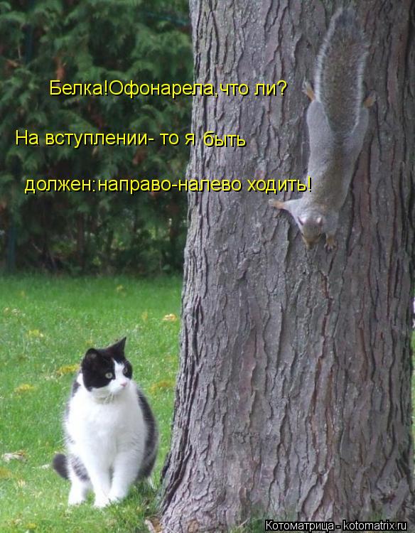 Белка!Офонарела,что ли? На вступлении- то я должен направо-налево ходить! быть :... Котоматрица: Белка!Офонарела,что ли? На вступлении- то я должен направо-налево ходить! быть :
