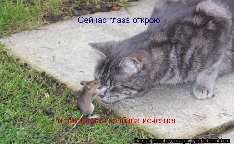 Котоматрица: Сейчас глаза открою, ..и нахальная колбаса исчезнет