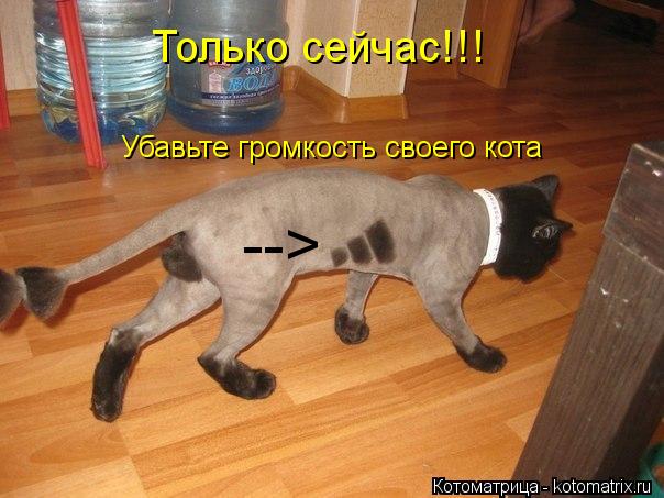 Котоматрица: --> Убавьте громкость своего кота Только сейчас!!!