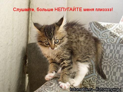 Котоматрица: Слушайте, больше НЕПУГАЙТЕ меня плизззз!