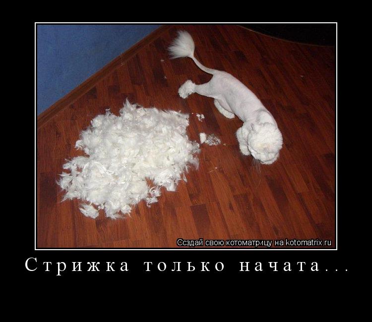 Котоматрица: Стрижка только начата... 