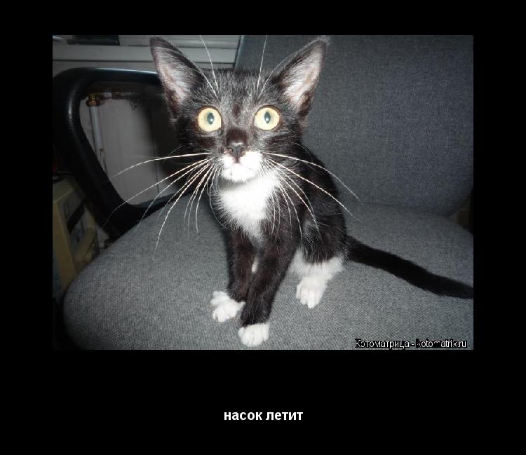 Котоматрица: о боже хозяин наски снемает насок летит