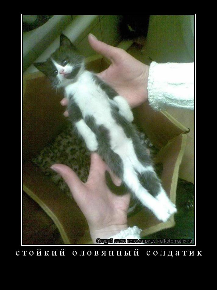 стойкий оловянный солдатик ... Котоматрица: стойкий оловянный солдатик