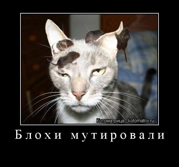 Блохи мутировали ... Котоматрица: Блохи мутировали