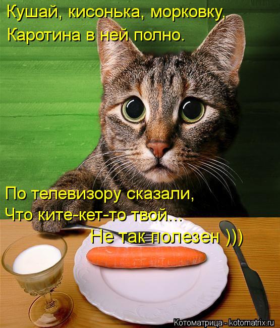Котоматрица: Кушай, кисонька, морковку, Каротина в ней полно. По телевизору сказали, Что ките-кет-то твой...  Не так полезен )))
