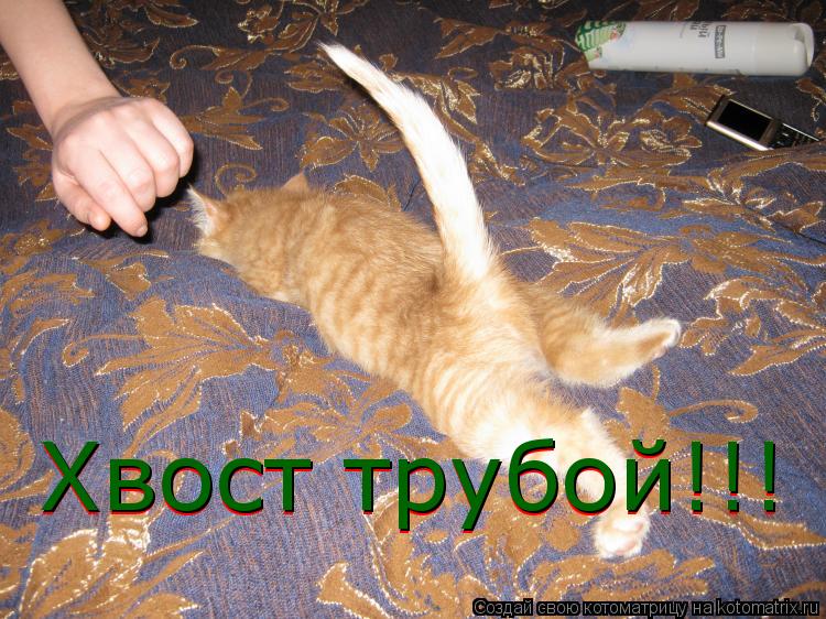 Котоматрица: Хвост трубой!!! Хвост трубой!!!