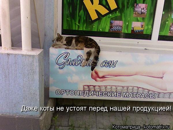 Даже коты не устоят перед нашей продукцией!... Котоматрица: Даже коты не устоят перед нашей продукцией!