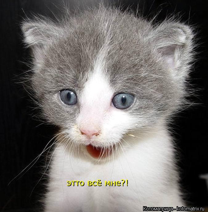 Котоматрица: этто всё мне?!