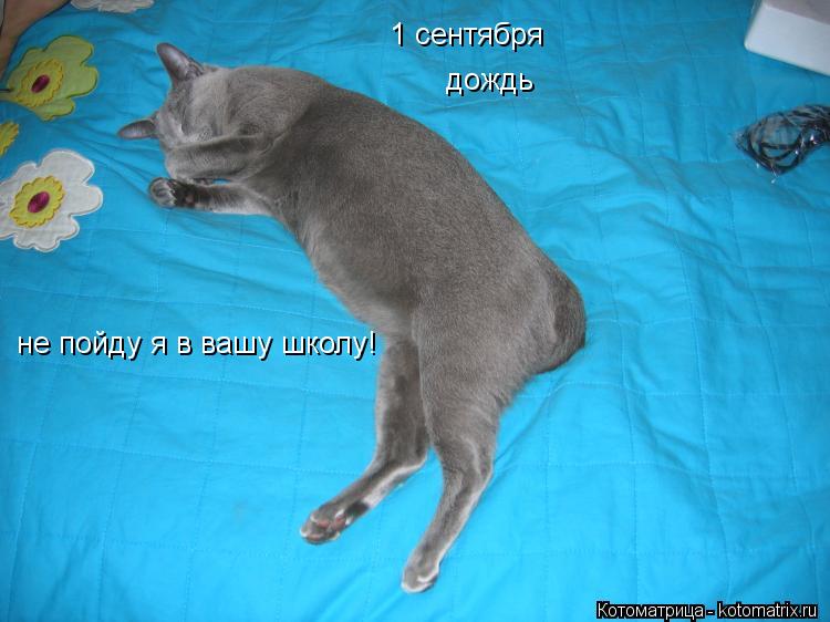Котоматрица: 1 сентября дождь не пойду я в вашу школу!