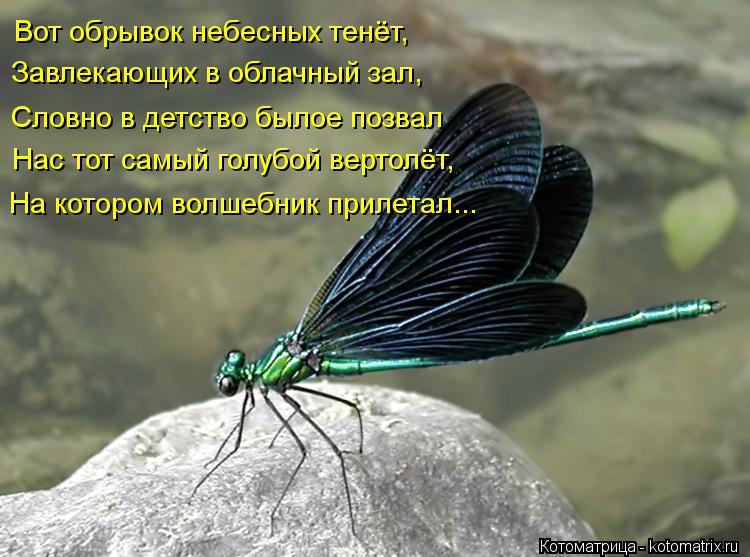 Вот обрывок небесных тенёт, Завлекающих в облачный зал, Словно в детство былое позвал Нас тот самый г... Котоматрица: Вот обрывок небесных тенёт, Завлекающих в облачный зал, Словно в детство былое позвал Нас тот самый голубой вертолёт, На котором волшебник