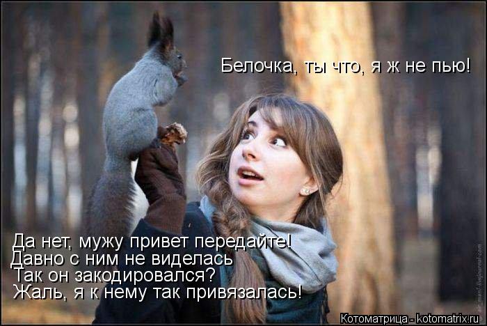 Да нет, мужу привет передайте! Давно с ним не виделась Так он закодировался? Белочка, ты что, я ж не ... Котоматрица: Да нет, мужу привет передайте! Давно с ним не виделась Так он закодировался? Белочка, ты что, я ж не пью! Жаль, я к нему так привязалась!