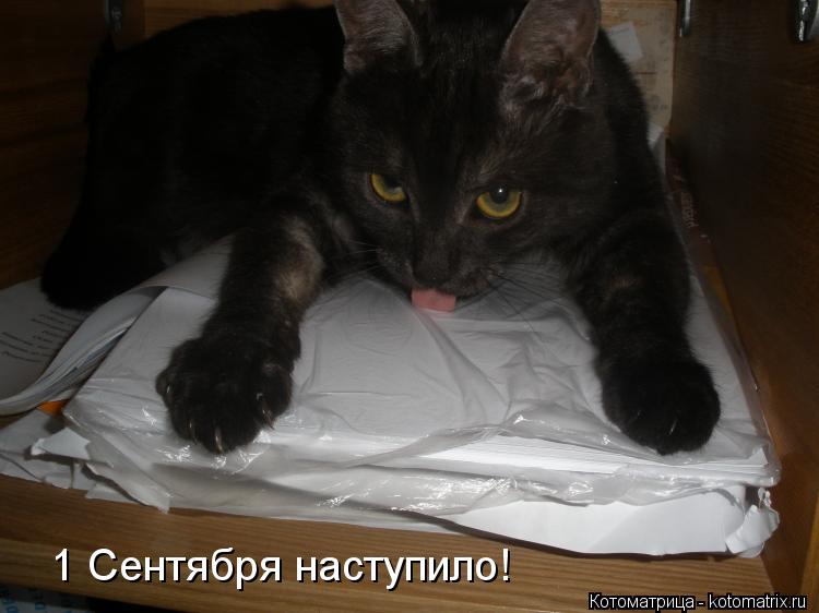 Котоматрица: 1 Сентября наступило!