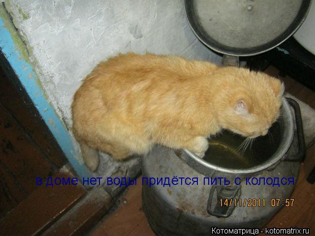 в доме нет воды придётся пить с колодся... Котоматрица: в доме нет воды придётся пить с колодся