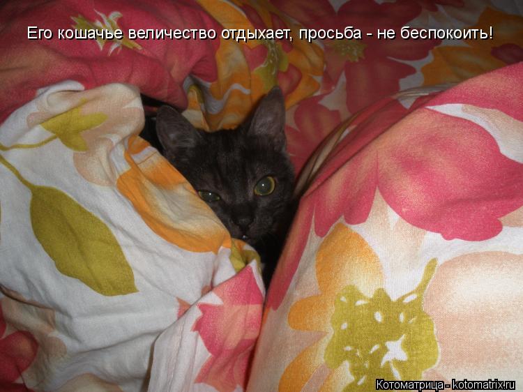 Котоматрица: Его кошачье величество отдыхает, просьба - не беспокоить! Его кошачье величество отдыхает, просьба - не беспокоить!