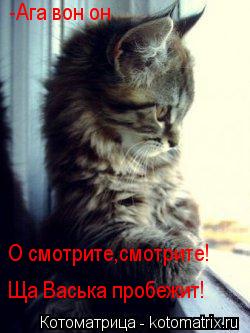Котоматрица: О смотрите,смотрите! Ща Васька пробежит! -Ага вон он