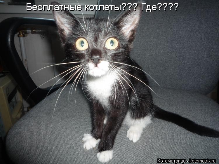 Бесплатные котлеты??? Где????... Котоматрица: Бесплатные котлеты??? Где????