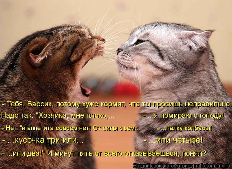 - Тебя, Барсик, потому хуже кормят, что ты просишь неправильно. Надо так: "Хозяйка, мне плохо,... ... Котоматрица: - Тебя, Барсик, потому хуже кормят, что ты просишь неправильно. Надо так: "Хозяйка, мне плохо,... - ...я помираю с голоду! - Нет, "и аппетита с
