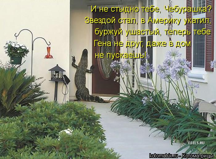 И не стыдно тебе, Чебурашка? Звездой стал, в Америку укатил, буржуй ушастый, теперь тебе Гена не друг... Котоматрица: И не стыдно тебе, Чебурашка? Звездой стал, в Америку укатил, буржуй ушастый, теперь тебе Гена не друг, даже в дом не пускаешь!