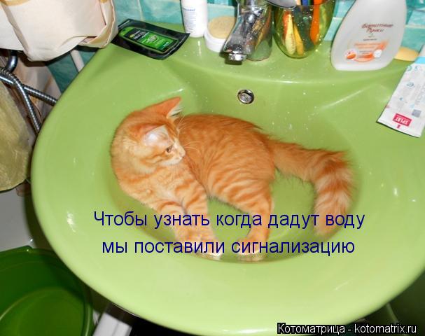 Котоматрица: Чтобы узнать когда дадут воду  мы поставили сигнализацию
