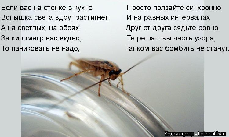 Если вас на стенке в кухне Просто ползайте синхронно, Вспышка света вдруг застигнет, ... Котоматрица: Если вас на стенке в кухне Просто ползайте синхронно, Вспышка света вдруг застигнет, И на равных интервалах А на светлых, на обо