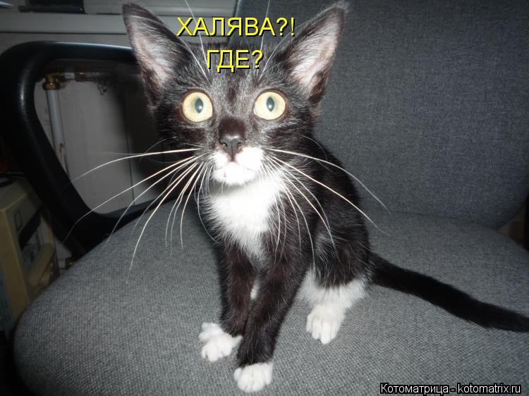 ХАЛЯВА?! ГДЕ?... Котоматрица: ХАЛЯВА?! ГДЕ?
