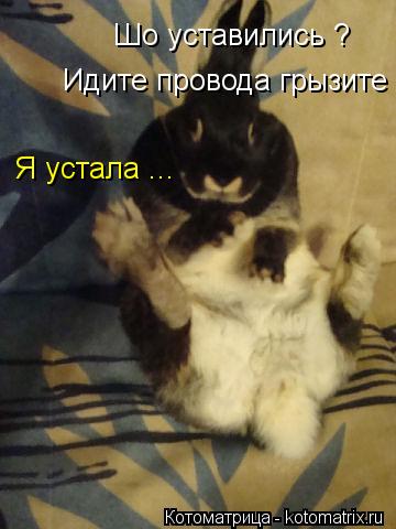 Котоматрица: Шо уставились ? Идите провода грызите  Я устала ...