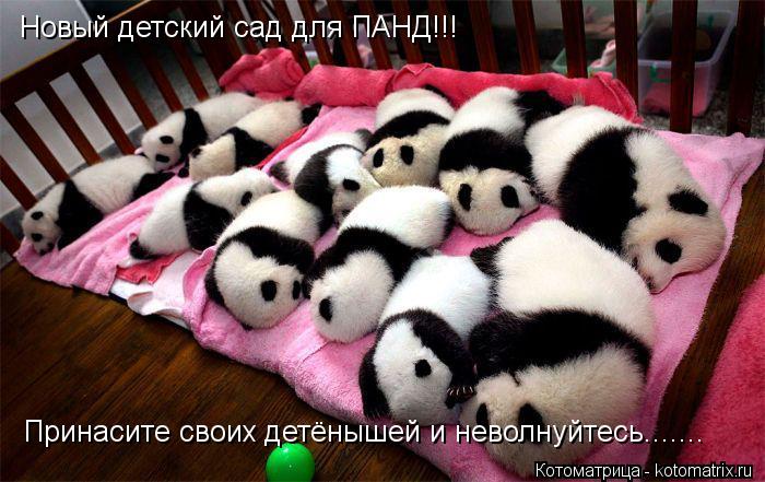 Новый детский сад для ПАНД!!! Принасите своих детёнышей и неволнуйтесь.......... Котоматрица: Новый детский сад для ПАНД!!! Принасите своих детёнышей и неволнуйтесь.......