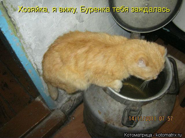 Хозяйка, я вижу, Буренка тебя заждалась... Котоматрица: Хозяйка, я вижу, Буренка тебя заждалась