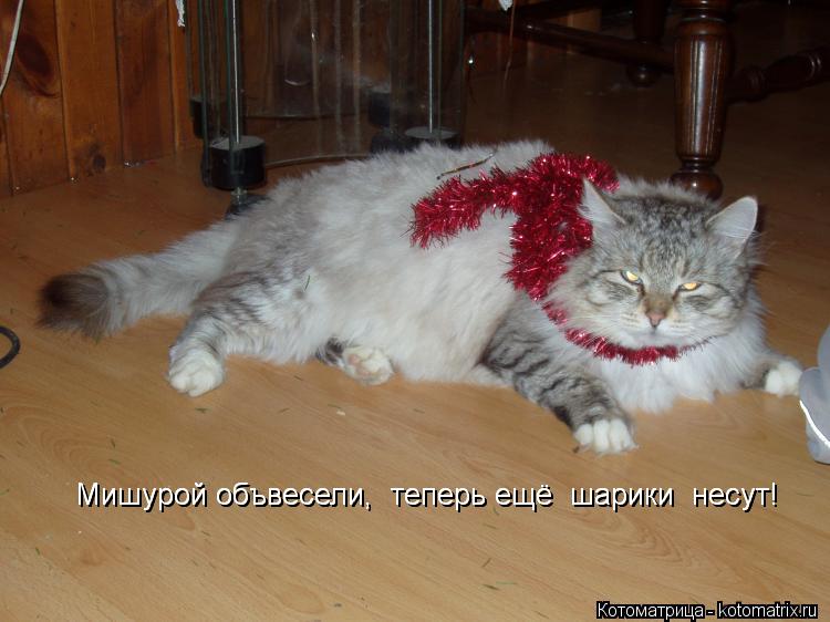 Мишурой объвесели, теперь ещё шарики несут! Мишурой объвесели, теперь ещё шарики несут!... Котоматрица: Мишурой объвесели, теперь ещё шарики несут! Мишурой объвесели, теперь ещё шарики несут!