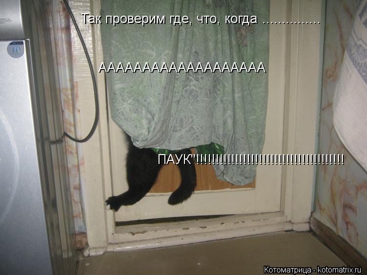 Котоматрица: Так проверим где, что, когда ............... ААААААААААААААААААА ПАУК"!!!!!!!!!!!!!!!!!!!!!!!!!!!!!!!!!!!!!!