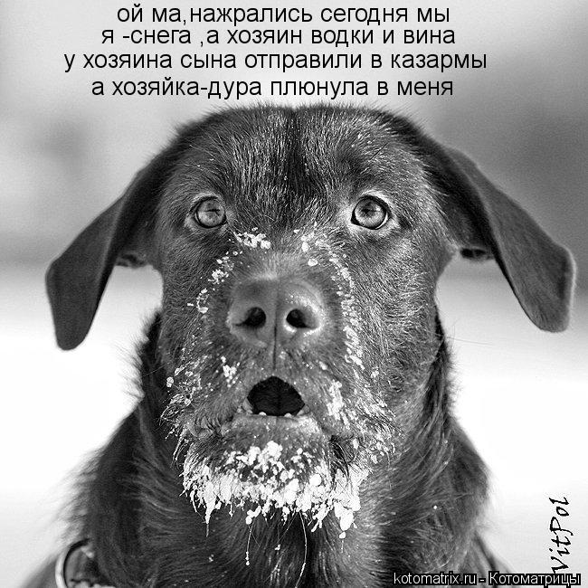 ой ма,нажрались сегодня мы я -снега ,а хозяин водки и вина у хозяина сына отправили в казармы а хозяй... Котоматрица: ой ма,нажрались сегодня мы я -снега ,а хозяин водки и вина у хозяина сына отправили в казармы а хозяйка-дура плюнула в меня