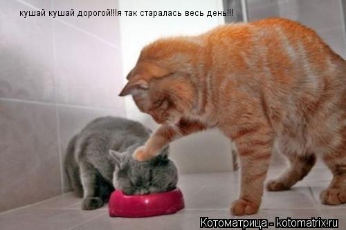 Котоматрица: кушай кушай дорогой!!!я так старалась весь день!!!