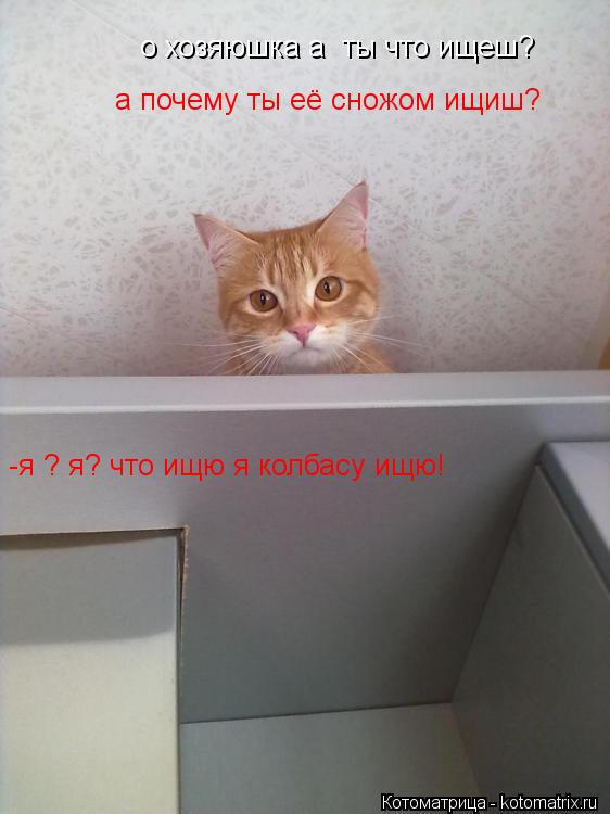 Котоматрица: о хозяюшка а  ты что ищеш? -я ? я? что ищю я колбасу ищю! а почему ты её сножом ищиш?