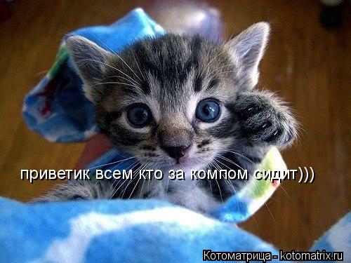 Котоматрица: приветик всем кто за компом сидит)))