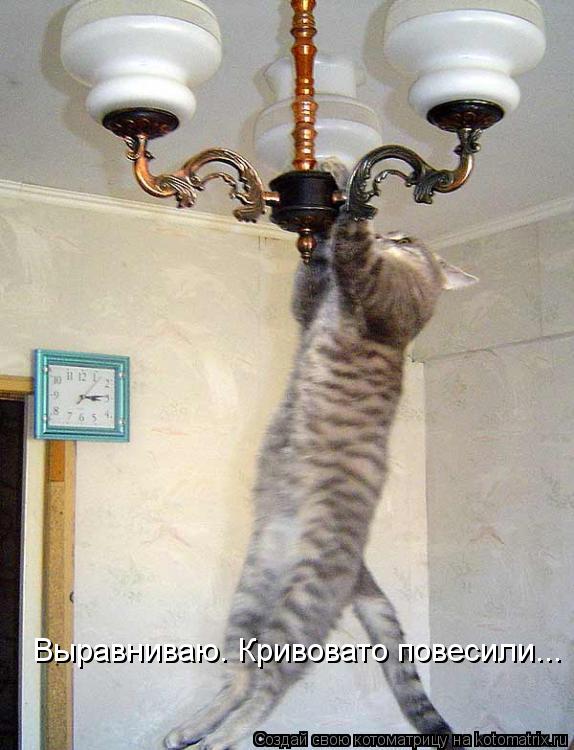 Котоматрица: Выравниваю. Кривовато повесили...