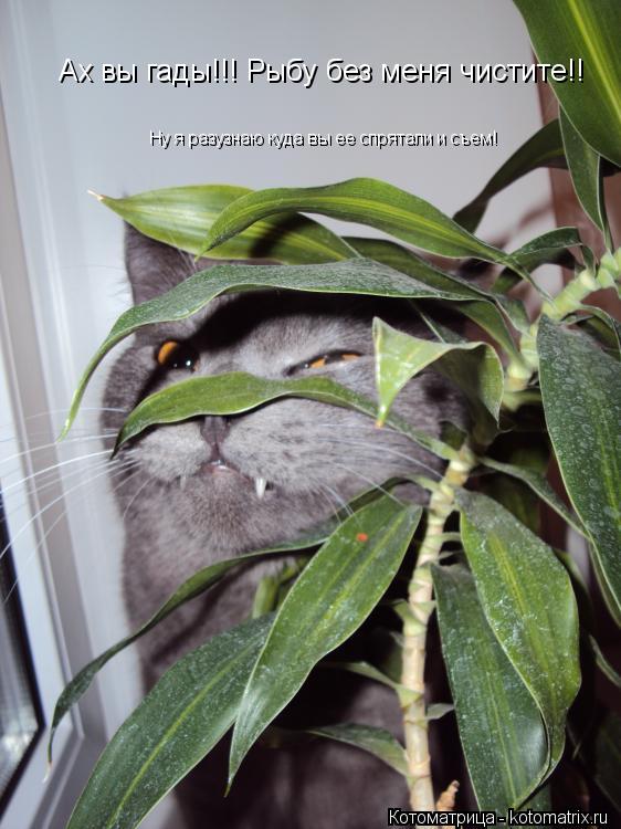 Котоматрица: Ах вы гады!!! Рыбу без меня чистите!! Ну я разузнаю куда вы ее спрятали и съем!