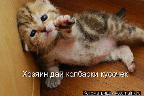 Котоматрица: Хозяин дай колбаски кусочек