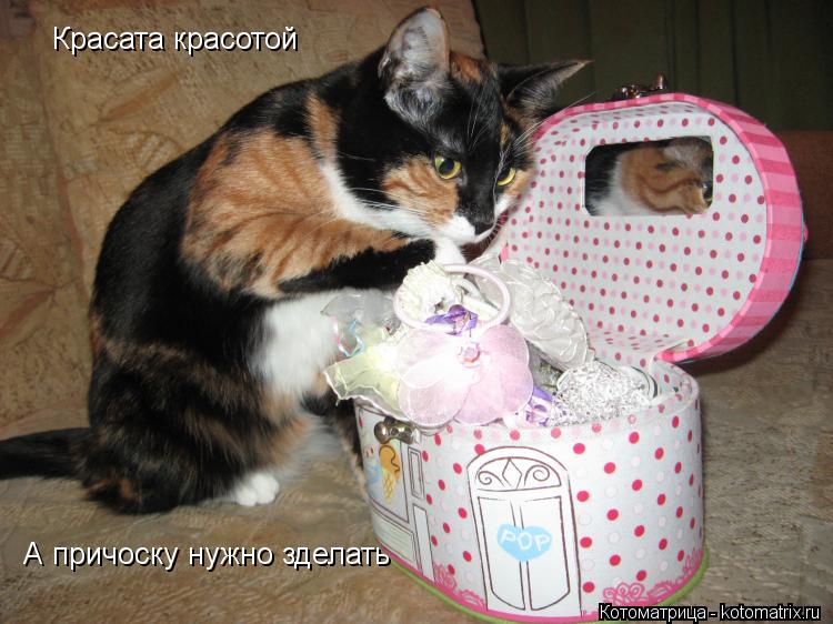 Котоматрица: Красата красотой  А причоску нужно зделать