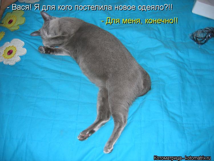 - Вася! Я для кого постелила новое одеяло?!! - Для меня, конечно!!... Котоматрица: - Вася! Я для кого постелила новое одеяло?!! - Для меня, конечно!!